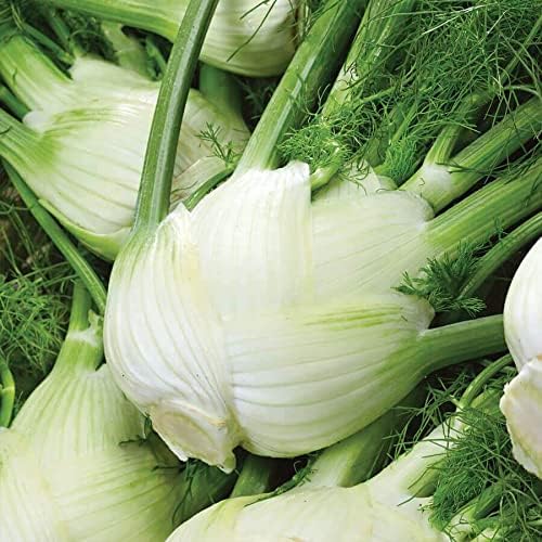 Park Seed Florence Fennel Seeds, Italian Heirloom Herb, Pack of 50 Seeds
