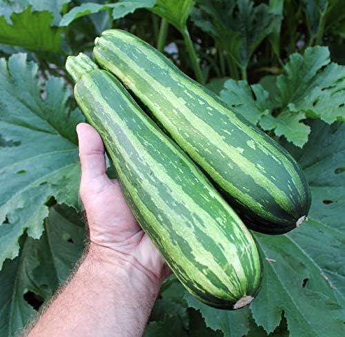 NIKA SEEDS - Seeds Vegetable Zucchini Tiger Striped Green - 30 Seeds