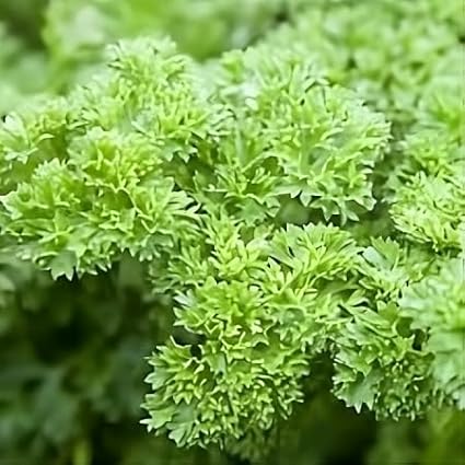 Parsley Triple Curled Great Garden Herb by Seed Kingdom (1/4 Lb Seeds)