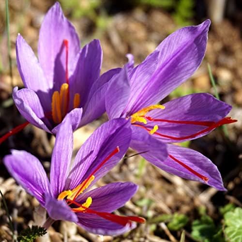 Votaniki Saffron Crocus Bulbs - Long Lasting, Enhance Garden with Exquisite Flavor | Harvest Spice at Home - Low Maintenance & Easy to Grow - Autumn Bloomers (10 Pack)