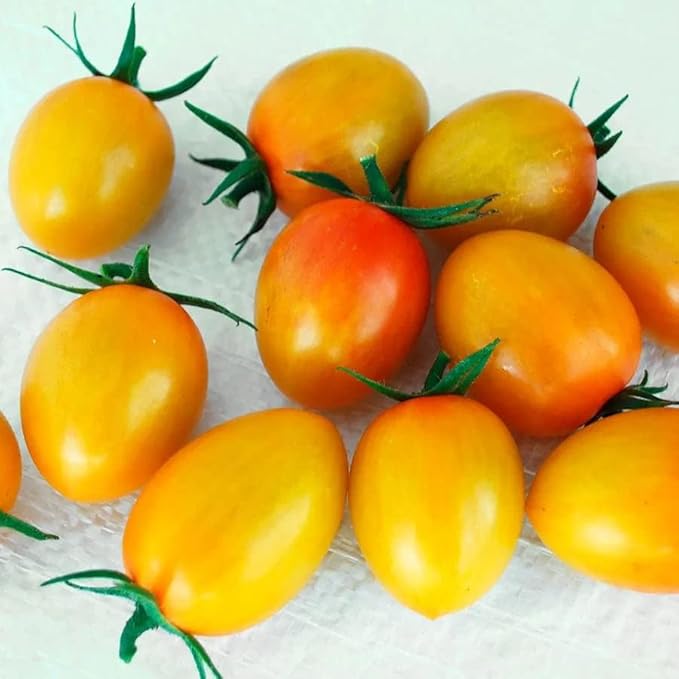 Park Seed Cherry Tomato Seeds, Planting Vegetables, Easy to Grow, Non-GMO, Variety of Colors and Sizes, Spring Garden, Sunset Torch, Pack of 10