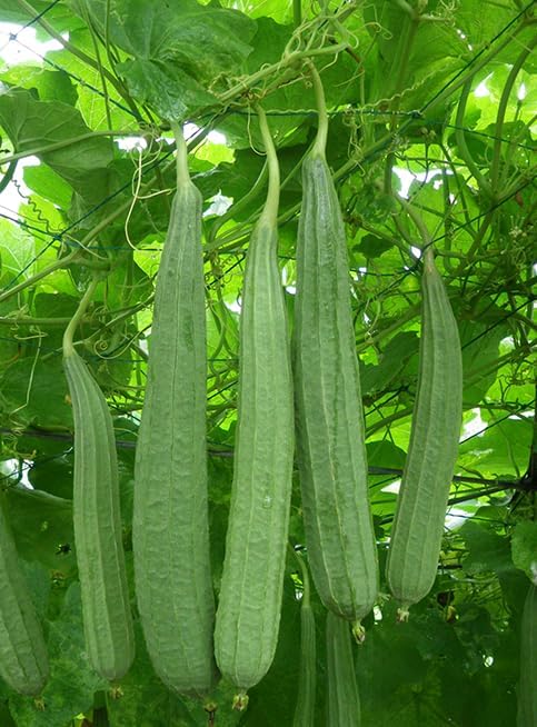 30+ PCS Luffa Gourd Seeds for Planting Loofah Sponge Gourds - Non-GMO Heirloom Climbing Vine Vegetable Veggie Home Grown Outdoor Garden