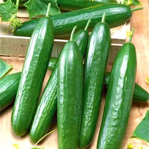 Seeds Cucumber Emelya - Open-Pollinated - Heirloom Vegetable - GMO Free