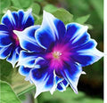 Morning Glory Seeds, Blue and Purple Flowers, 2 Packs of 20 Seeds Each with Planting Instructions, Hanging Basket Suitable Limited Supply Order Now!