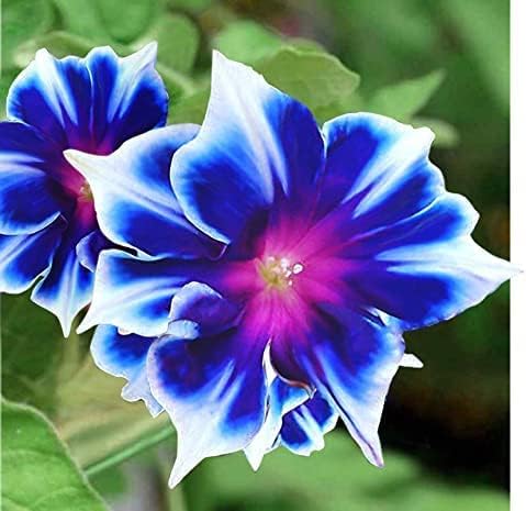 Morning Glory Seeds, Blue and Purple Flowers, 2 Packs of 20 Seeds Each with Planting Instructions, Hanging Basket Suitable Limited Supply Order Now!