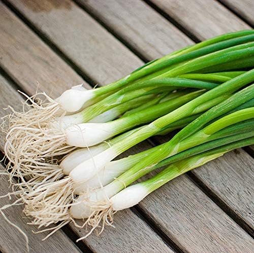 SeedsUP - 400+ Seeds Welsh Bunching Onion - Vegetable Green