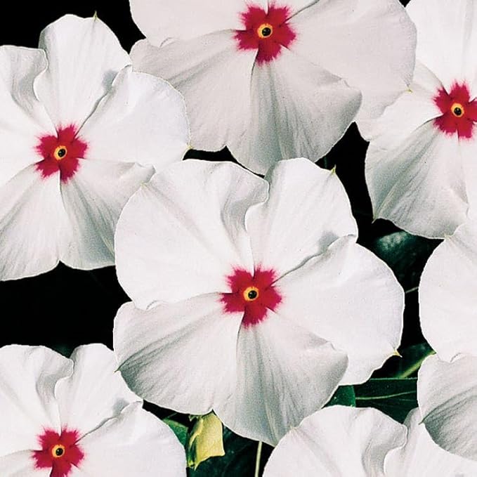 Park Seed Pacifica XP Polka Dot Vinca Seeds - Pack of 250 Seeds, Vibrant Polka Dot Blooms, Heat Tolerant, Perfect for Containers, Garden Borders, and Hanging Baskets