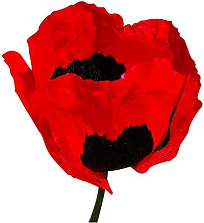 5,000 Annual Red Poppy Seeds - Tall Poppy with Black Markings