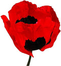 5,000 Annual Red Poppy Seeds - Tall Poppy with Black Markings