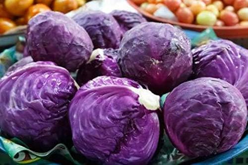 Seeds Vegetable Cabbage Purple - 150 Seeds