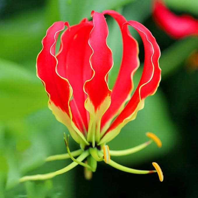 30+ Heirloom Flame Lily Seeds for Planting-Non-GMO Heirloom Plant Seeds Garden Outdoor