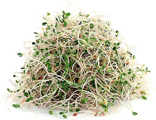 16 oz Megan's Sprouting Mix- Perfect blend of Mung Bean, Alfalfa, Broccoli and Radish Sprouting Seeds, Non-GMO, Country Creek LLC