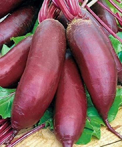 CEMEHA SEEDS - Seeds Beet Long Beetroot Dark Rival Red Non GMO Vegetable for Planting