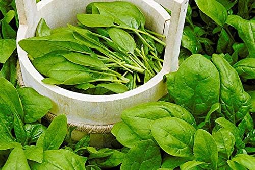 Broadleaf Sorrel Odessa Seeds (Rumex acetosa) Giant Herbs for Planting Non GMO 2000 Seeds