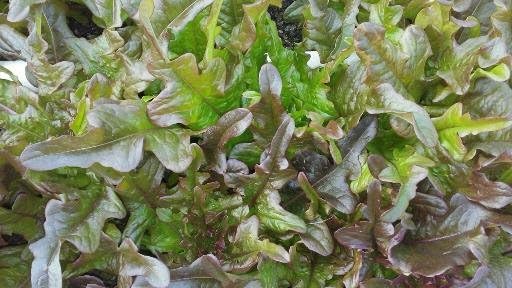 The Living Farm, Cold Hardy Lettuce Seed Collection, Non GMO, Hierloom, Open Pollinated, 2400mg of Seed Latuca Sativa