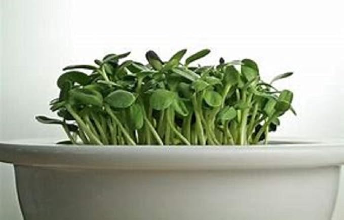 Sunflower Sprouting Seed, Non GMO -4 oz - Country Creek Acre Brand - Sunflower Seed for Sprouts, Garden Planting, Cooking, Soup, Emergency Food Storage, Gardening, Juicing, Cover Crop