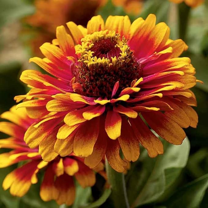 Eden Brothers Zinnia Seeds - Zowie Yellow Flame, Non-GMO Seeds for Planting, Packet | Low-Maintenance Flower Seeds, Plant During Spring, Zones 2, 3, 4, 5, 6, 7, 8, 9, 10, 11