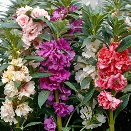 50+ Seeds Colorful Garden Balsam Impatient - Flower Mix