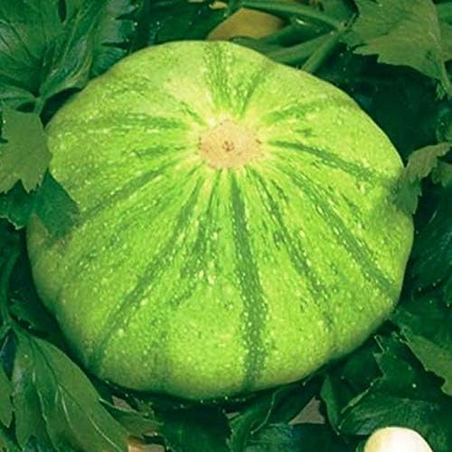 SeedsUP - 30+ Seeds Patty Pan Squash - Vegetable Green