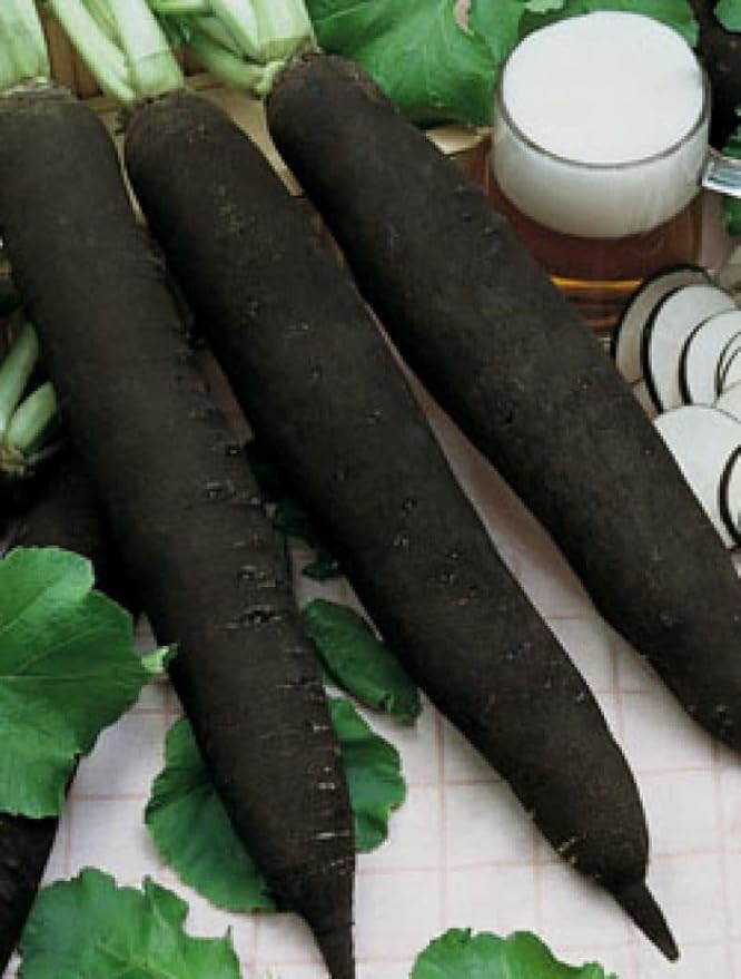 CEMEHA SEEDS - Black Radish Non GMO Vegetable for Planting