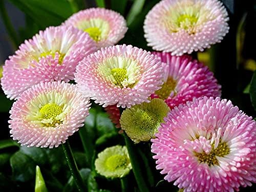 CEMEHA SEEDS - Seeds Aster Hi No Maru Annual Flowers for Planting