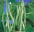 Slenderette Bush Bean Seeds, Non GMO, 100+ Seeds, Great Tasting and Healthy