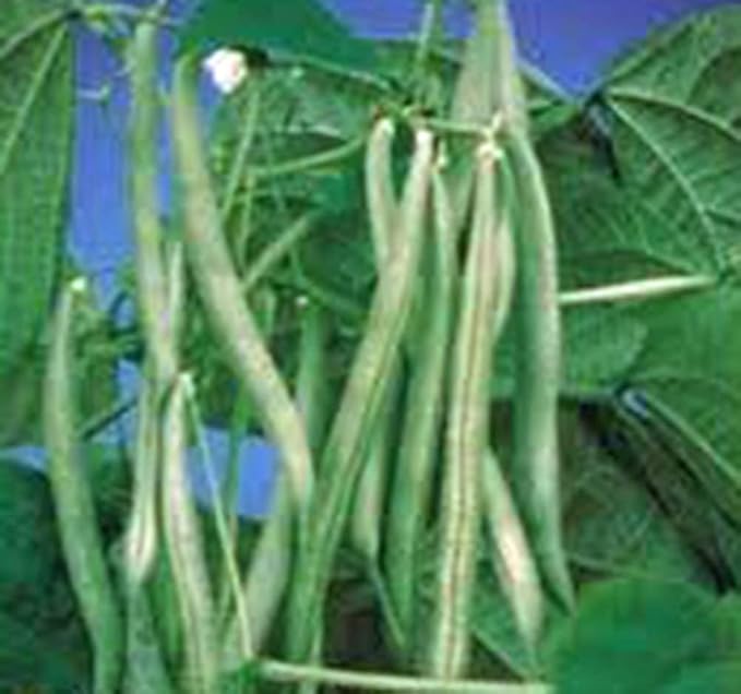 Slenderette Bush Bean Seeds, Non GMO, 100+ Seeds, Great Tasting and Healthy