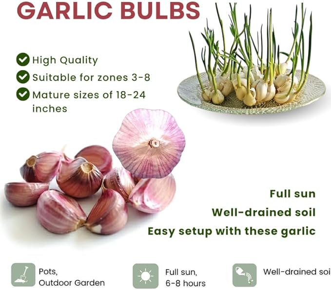 1 Pound Red Hardneck Garlic Bulbs for Planting, Fresh High-Yield Hardy Garlic for Garden or Container Growing