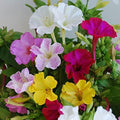 Park Seed Four O'Clocks Flower Seeds, Heirloom Annuals, Pack of 40 Seeds