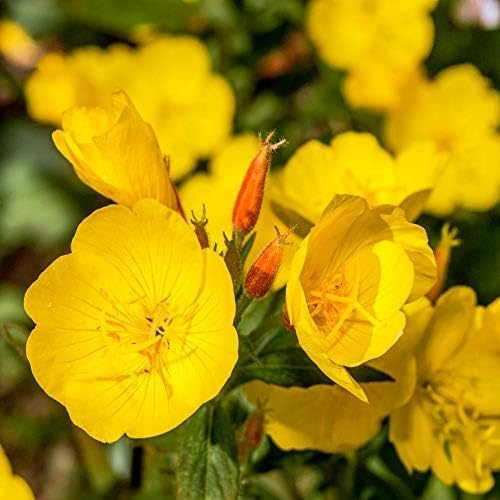 Outsidepride Evening Primrose Seeds - 5000 Pcs Annual, Hardy, Easy to Grow & Low Maintenance Flower Seeds for Planting Vibrant Soft Yellow Blooms, for Containers, Borders & Erosion Control