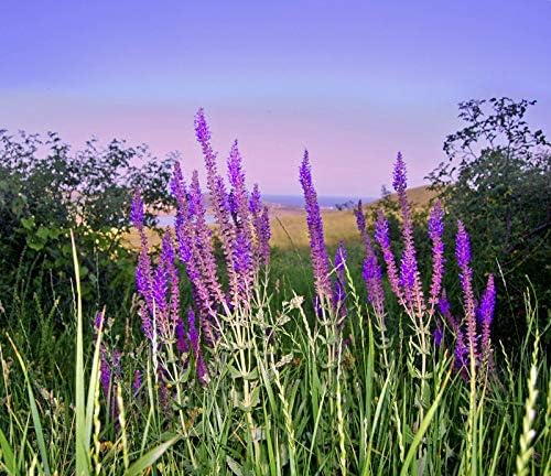 NIKA SEEDS - Seeds Herb Sage (Salvia Officinalis) Medicinal - 25 Seeds