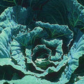 Morris Heading Collard Seeds - 100 Count Seed Pack - Open-pollinated Variety Produces Broad, Waxy Leaves That Vary from Green to Blue-Green. - Country Creek LLC