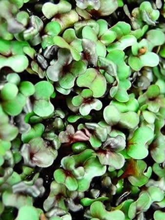Red Rock Mammoth Cabbage Seeds: 1 Oz - Non-GMO, Chemical Free Sprouting Seeds for Vegetable Gardening & Growing Microgreens