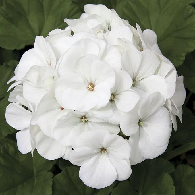 Park Seed Geranium Flowering Plant Seeds, Maverick White Hybrid with Large Glowing Blooms, Heat and Humidity Tolerant Compact Pelargonium, Pack of 10