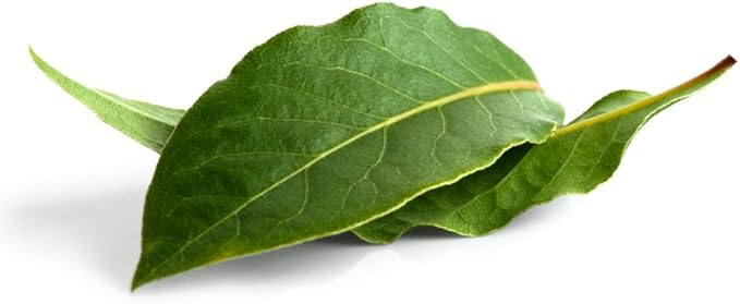 Sweet Bay Laurel Herb Tree Seeds - 4 Seeds to Plant - Laurus nobilis