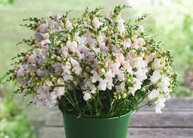 300+ Costa Silver Snapdragon Seeds Appleblossom Flowers Garden Planting