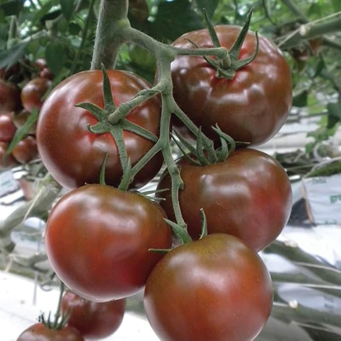 RAISE ME UP: Seeds Black Prince Tomato Indeterminate Rare Variety True Siberian Tomato Non GMO Heirloom
