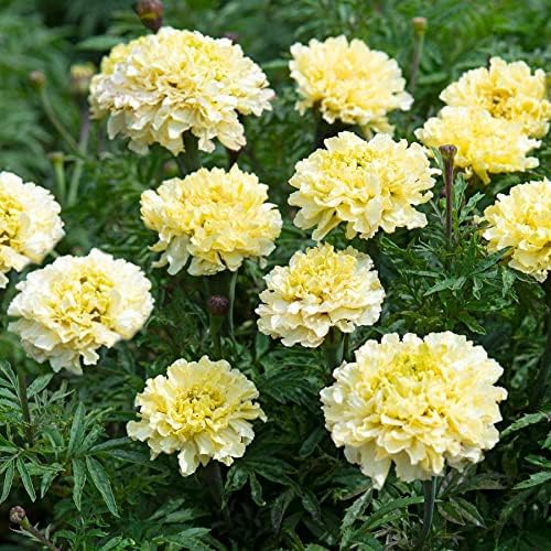 Park Seed Sugar & Spice White Marigold Seeds – Large Double Blooms on Compact African Marigolds, Heat-Tolerant, Pollinator-Friendly, Great for Beds or Arrangements – Pack of 25