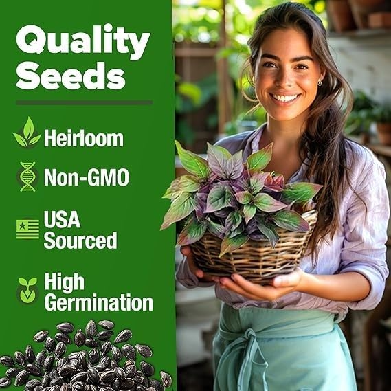 Sweet Thai Basil Seeds for Planting - Heirloom Non-GMO Packet with Instructions to Plant a Home Herb Garden – Indoor or Outdoor Gardening – Great for Hydroponics, 3 Packets