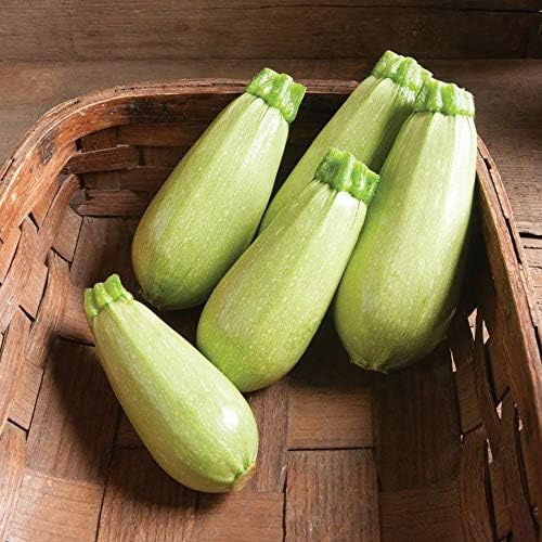 Seeds4planting - Seeds Zucchini Mush Bush White Giant Heirloom Non GMO