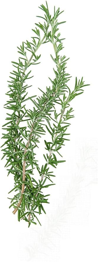 Herb Rosemary Pkt - Approx. 100 seeds