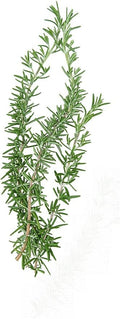 Herb Rosemary Pkt - Approx. 100 seeds