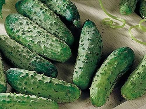 CEMEHA SEEDS - Seeds Cucumber Parisian Gherkin Open-Pollinated Pickling Non GMO Vegetable for Planting