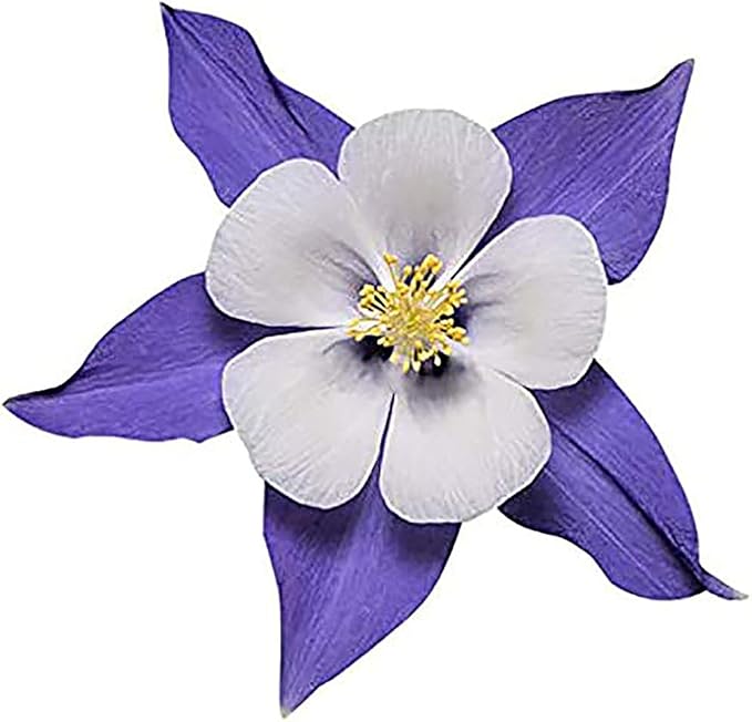 2800 Blue Dream Columbine Seeds - A Favorite Perennial Wildflower and State Flower of Colorado