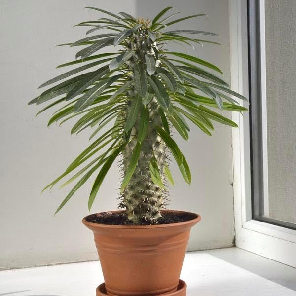 Gardenera Madagascar Palm Potting Mix - Promote Strong Roots and Captivating Form with Our Premium Blend - 4 Quart