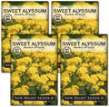 Sow Right Seeds - Sweet Alyssum Basket of Gold Flower Seeds for Planting - Perennial Garden Flowers - Easy to Grow Fragrant Blooms - Ideal for Borders and Containers - Attract Pollinators (4)
