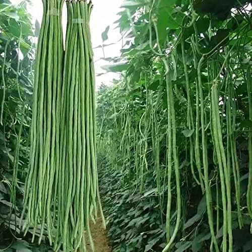 60 Seeds AKASANJAKU Asparagus Bean Seeds, ブドウ 紅三尺長豆 Japanese Yard Long Beans, New Crop, Heirloom Non-GMO 赤三尺