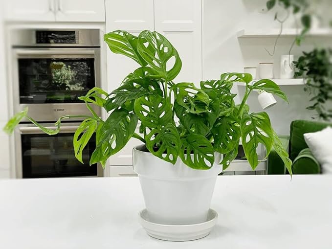 GARDENERA Monstera Swiss Cheese Plant Potting Mix - Monstera Deliciosa Blend for Optimal Nutrients, Aeration, and Drainage - 3 Quart