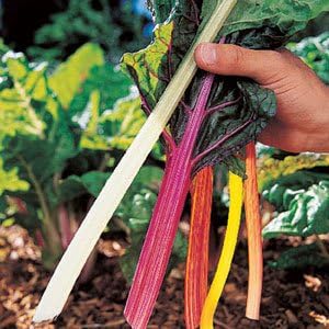 Swiss Chard Bright Light Garden Heirloom Vegetable by Seed Kingdom Bulk 1,500 Seeds