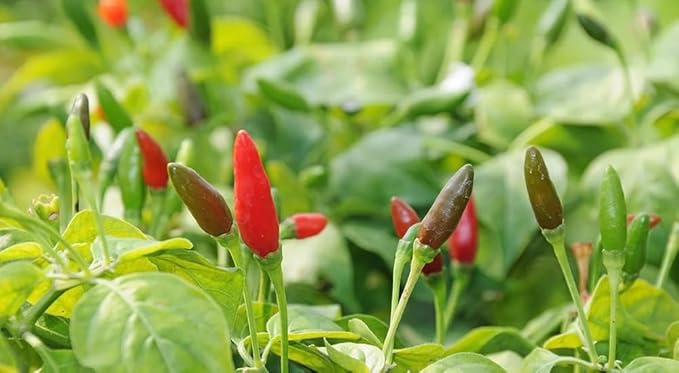 100+ Bird's Eye Chili Pepper Thai Seeds Hot Peppers Seeds Vegetable Thai Super Hot Planting